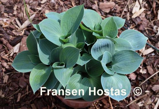 Hosta Blue Ice